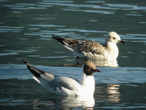 Cercasi Immagini Avifauna